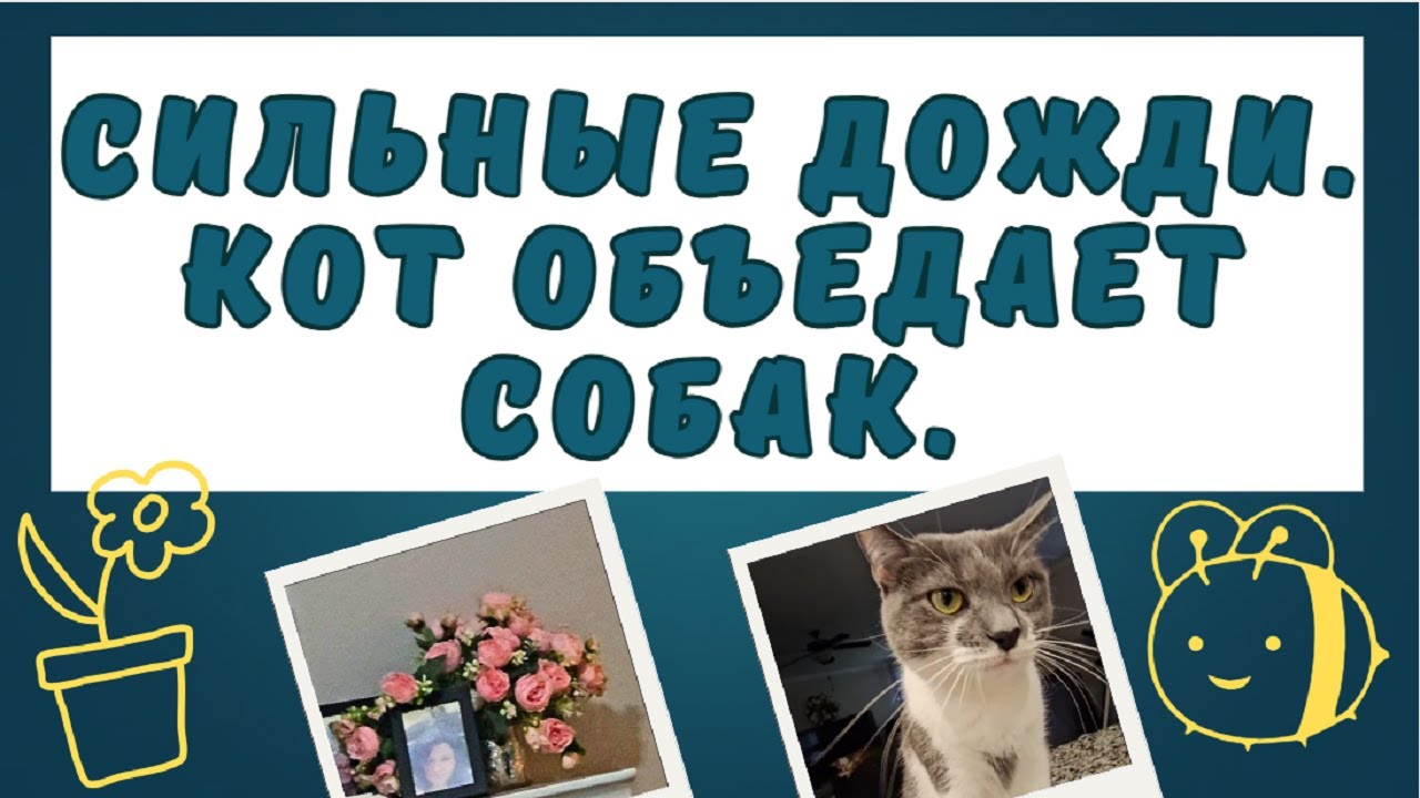 Сильные дожди. Кот объедает собак.