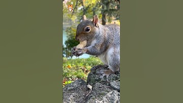 Squirrels are considered one of the most intelligent rodents