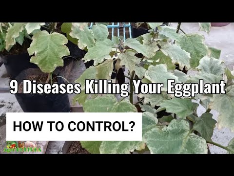 Video: Eggplant Yellows Disease - Paano Pangasiwaan ang Mga Talong Gamit ang Tobacco Ringspot Virus