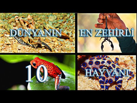 DÜNYANIN EN ZEHİRLİ 10 HAYVANI (PART 1)