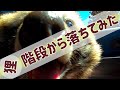 狸、階段から落ちてみた?(Let's go for a drive with Tanuki!)