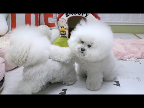 (ENG) 주인이 둘중에 한 강아지만 안보이는 척 했을때 놀라운 강아지 반응 ㅋ