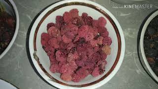 Лакомства и вкусняшки для шиншилл.