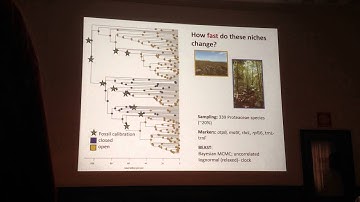 Onstein: Niche and trait evolutionary rates are correlated during evolutionary radiation