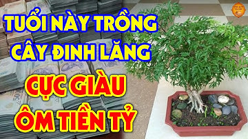 Cây Đinh Lăng Sẽ HÚT TÀI LỘC Vào Nhà, Tiền Vàng Ùn Ùn Kéo Đến Nếu Rơi Vào Tay Con Giáp Này