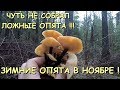 🍄ЧУТЬ НЕ СОБРАЛ ЛОЖНЫЕ ОПЯТА!!! 💥ЗИМНИЕ ОПЯТА РАДУЮТ В НОЯБРЕ !🔥ТИХАЯ ОХОТА В ПОДМОСКОВЬЕ.