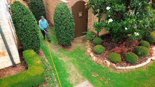 What Are Chinch Bugs & What Should You Do If They Infest Your Lawn?