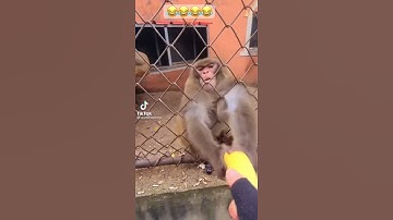 Angry monkey snatches banana and destroys it #cute #tiktok #tiktokvideo #monkeys