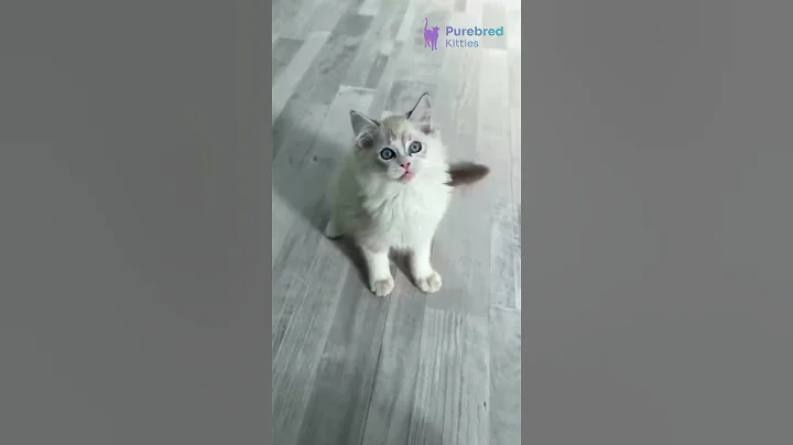 Watch the video about Introducing Alex