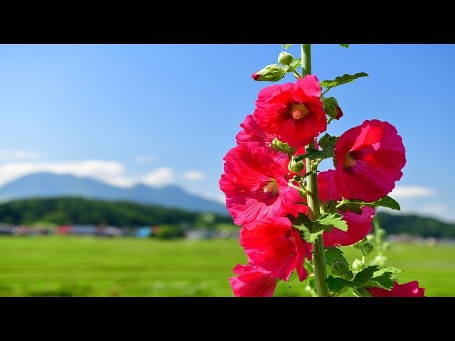 タチアオイの花が咲く戸狩の金賞田んぼ 4k Youtube