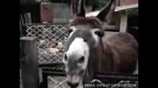 funny gif