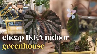 making a cute begonia terrarium out of cheap ikea greenhouse
