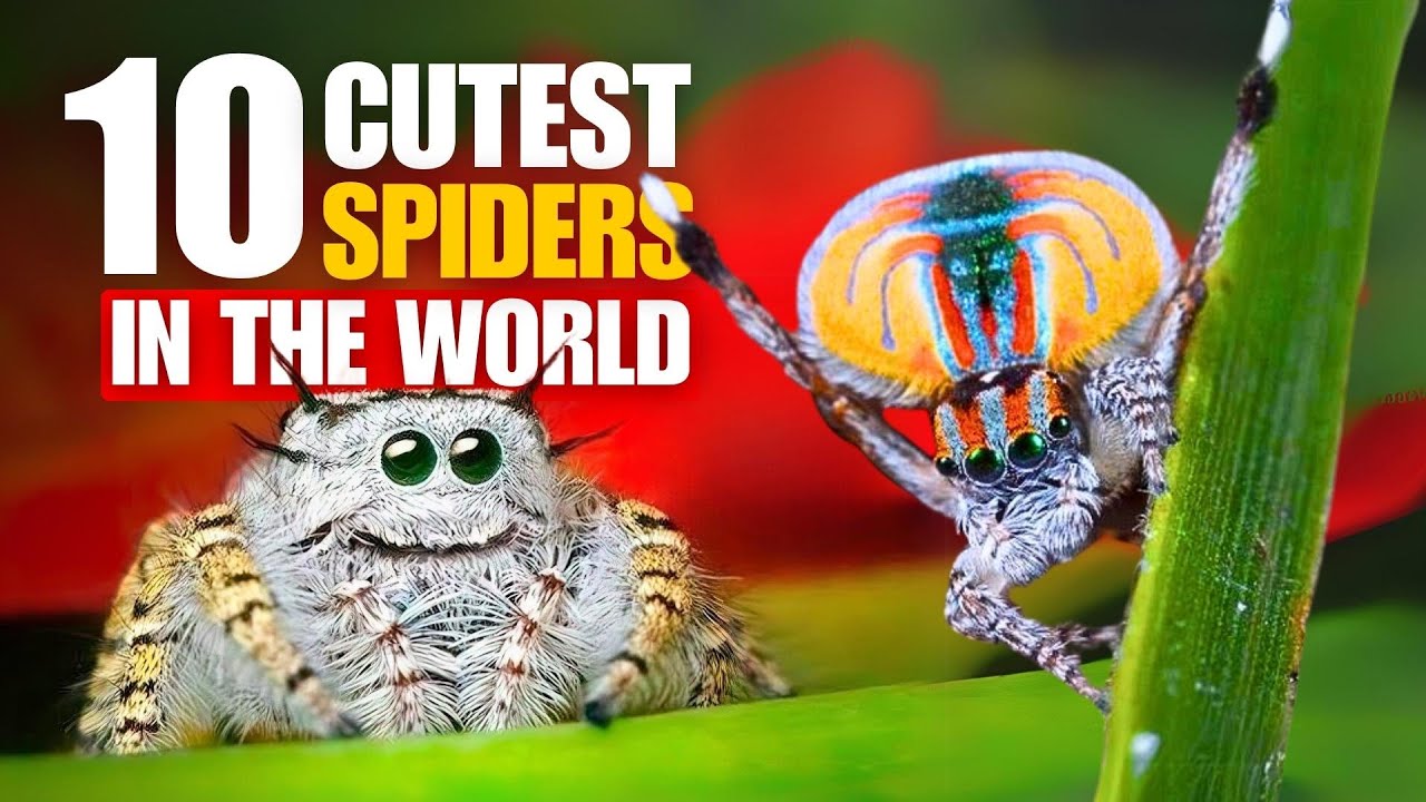 The 10 cutest spiders that even arachnophobics love YouTube