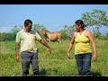 Capitulo 9. Documental ganadería sostenible Caquetá.