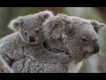 Baby koala with mom  cute koala joey life native australian animals