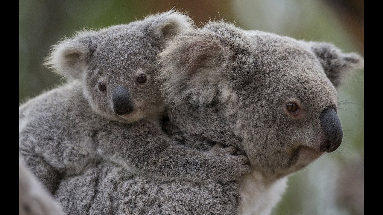 A Big Milestone for a Baby Koala at the Columbus Zoo