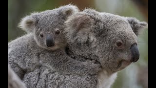 Baby Koala With Mom - Cute Koala Joey Life /Native Australian Animals