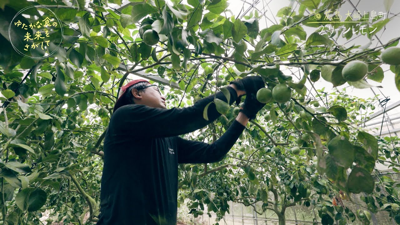 広島 大崎上島町「グリーンレモン」① 香り高い緑色のレモン／『ゆたかな食の未来をさがして』【TBS】