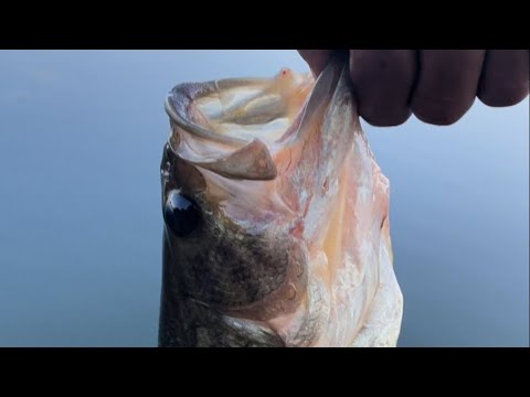 Big bass hunting🎣before a turtle started hunting me🐢😱