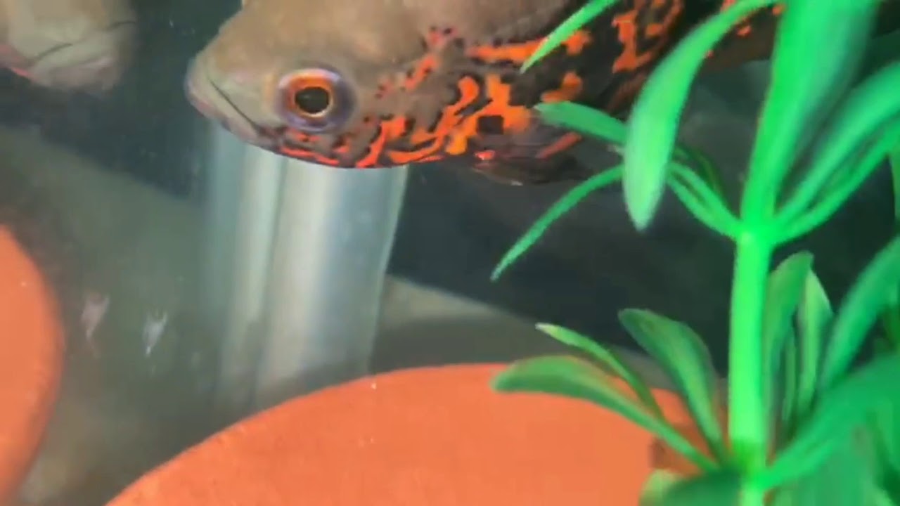 Oscar Fish and Convict chiclid Filament Barb Underwater 