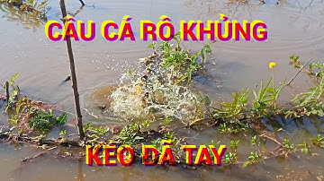 Câu cá rô đồng, Đụng hàng khủng, kéo đã tay 