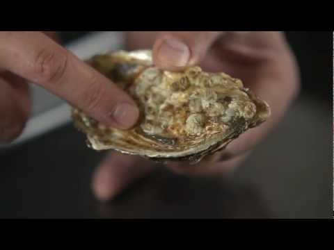 How To - shuck oysters
