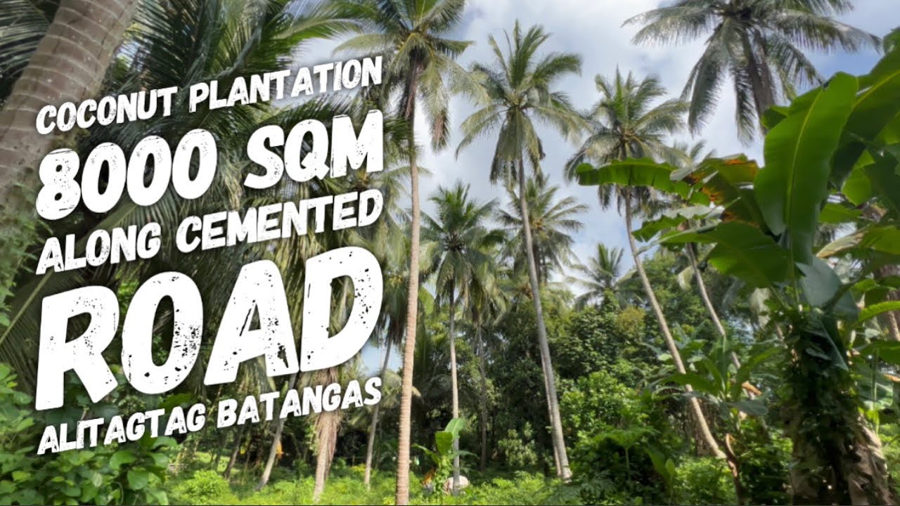 FOR SALE ️Coconut Plantation Farm Land with Fruit Bearing Trees