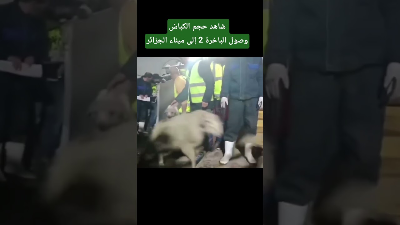 شاهد حجم الكباش بعد وصول الباخرة 2 إلى ميناء الجزائر