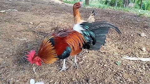 qaib dib zoo nkauj qua zoo heev 17/10/2025