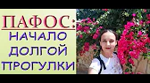 Орхидеи,узамба́рские фиалки,Самара🌺