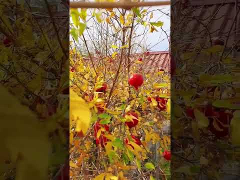 Поспели гранаты, пора