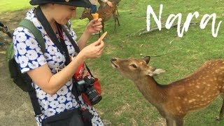 Meeting Japan’s bowing deer