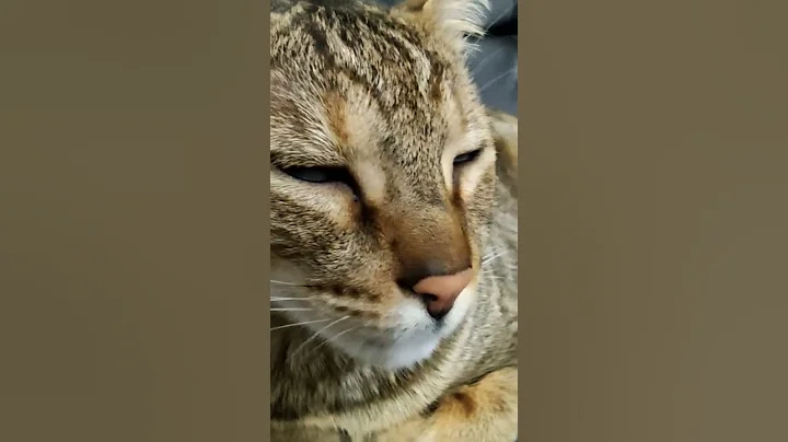 Video 9782161: pets catlover meow kitty, meow kitten catlover kitty, cats catlover pets meow, meow cute kitty catlover, catlover meow kitty funny, kitten catlover animals kitty