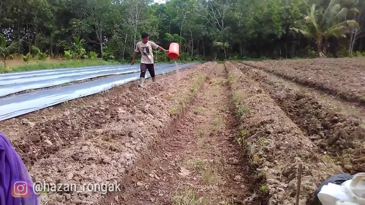 (PART 2) BUDIDAYA CABAI RAWIT || Pemberian pupuk dasar untuk tanaman