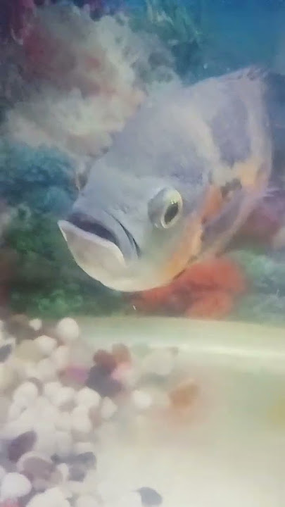 https://youtube.com/shorts/P7VvijRC2Ks?si=8rGoKYtPgu0Gc6po