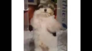 Beni All Al Beni Evine Ür