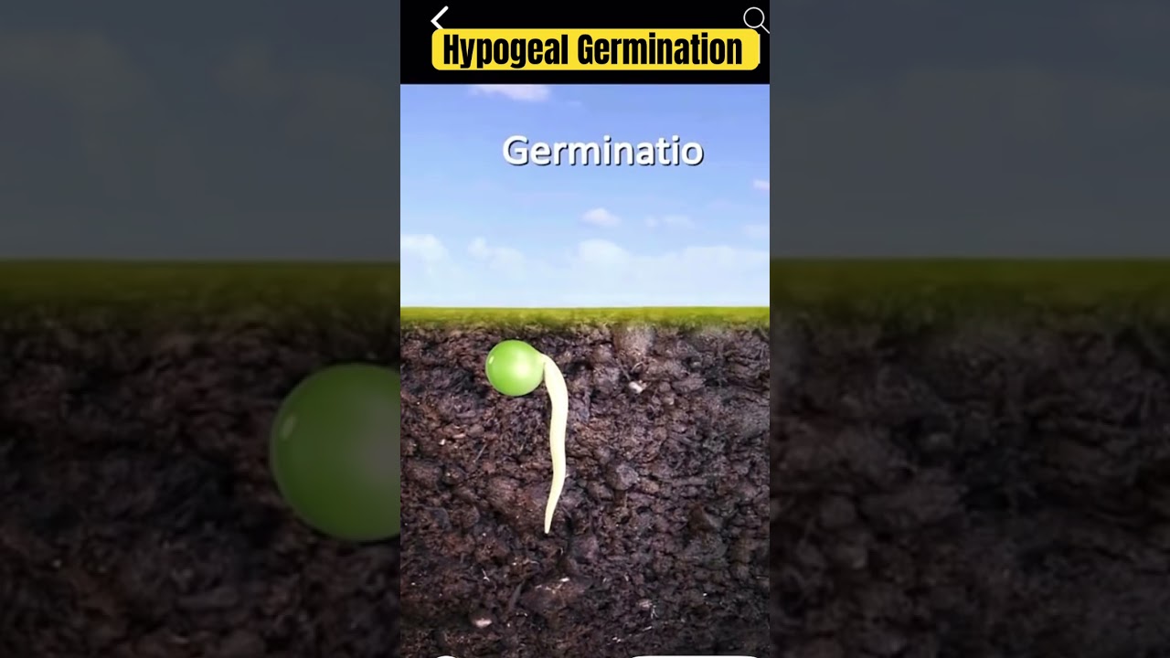 Hypogeal germination 