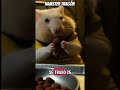 hámster Opaquito no para de comer #comedy #humor #hamster #comida #opaquito