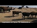 Гиссарские овцы и саги дахмарда Умарчона, ютюбканал Чупон ТВ.14 октября 2020
