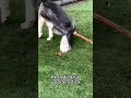 🐕 Funny Dogs Playing with Sticks 😆 Clumsy and Adorable Moments