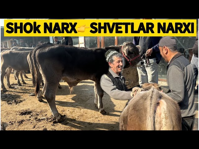 Yalangoch onaga qarash