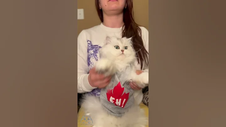 Video 6647441: british longhair cat, british longhair silver, british chinchilla cat, british cat dancing, cattery british