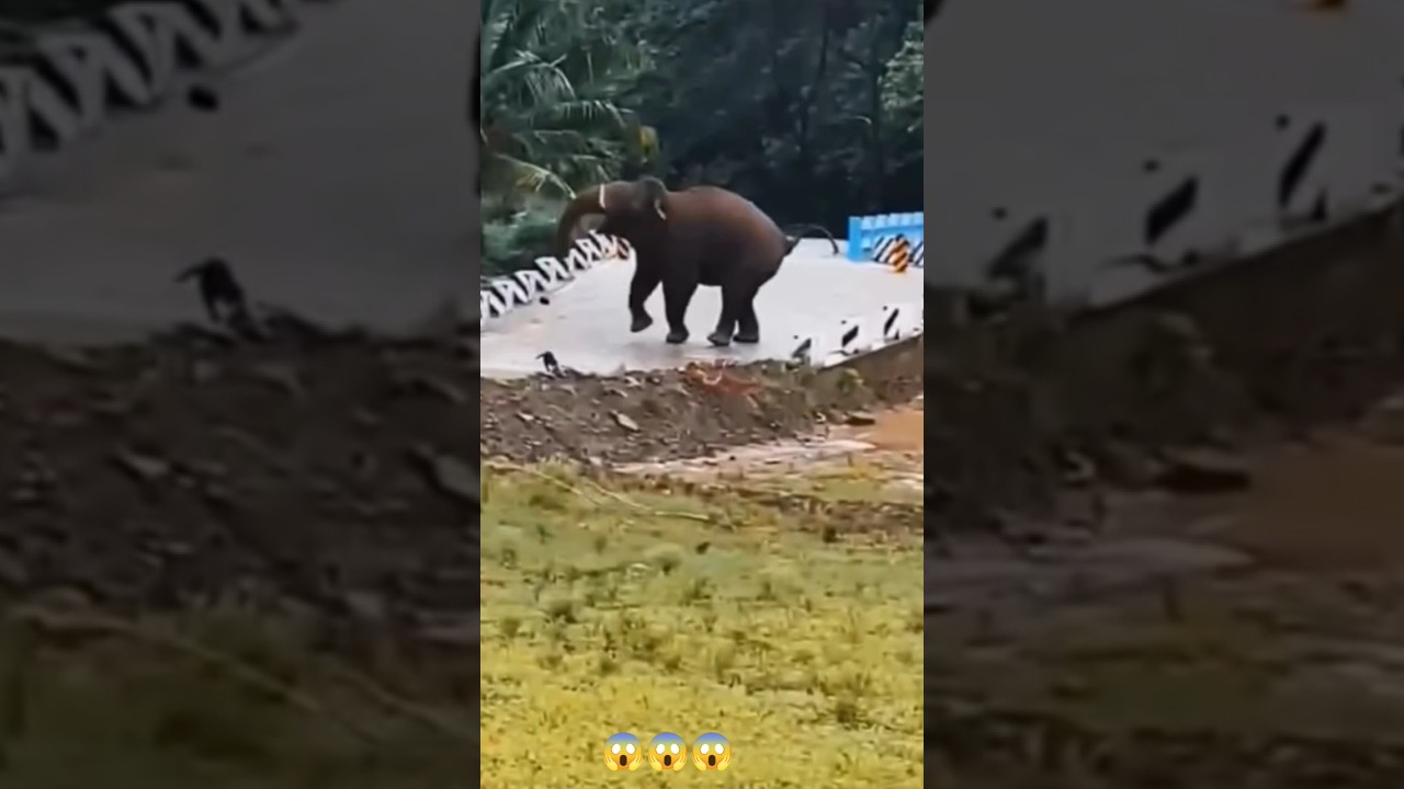 കൊടുക്കേണ്ടത് കൊടുത്താലേ ഇവന്മാര് പഠിക്കൂ 😱😱😱#shortsfeed #viral #shorts #subscribe #shortsviral