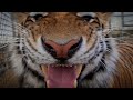 Реакция тигров на разные голоса!