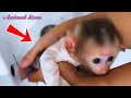 Morning cleaning for baby monkeys bibi cute animals animals pets monkey babymonkey cute