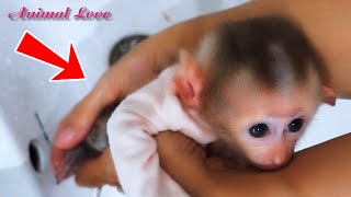 Morning cleaning for baby monkeys Bibi Cute animals #animals #pets #monkey #babymonkey #cute