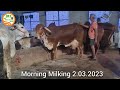 👍2 March 2023: 2nd #live #Milking 👍देसी गिर गौमाता 👍(7015002091)👍