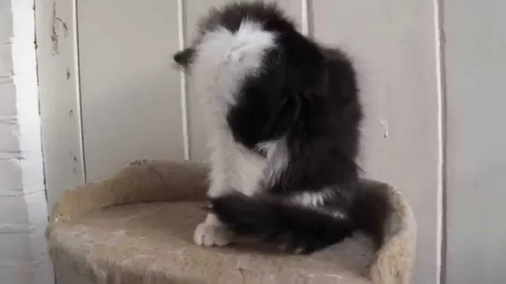 Video 5334161: siberian cattery