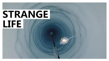 Scientists Shocked to Find Strange Creatures Deep Under Ice