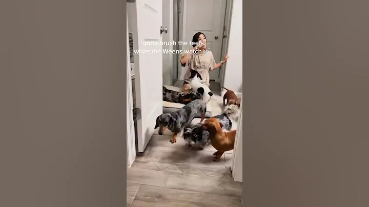 NIGHT TIME WITH 8 WEENS! #shorts #dog #dachshund #viral